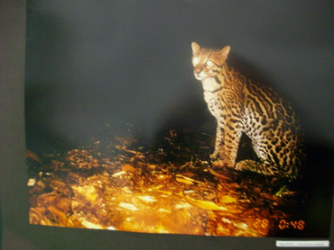 Exposição Felinos do Aguaí no Criciúma Shopping