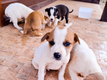 Encontre seu novo pet companheiro: Criciúma Shopping realiza Feira de Adoção de Animais